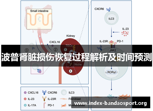 波普肾脏损伤恢复过程解析及时间预测 波普肾脏损伤恢复过程解析及时间预测